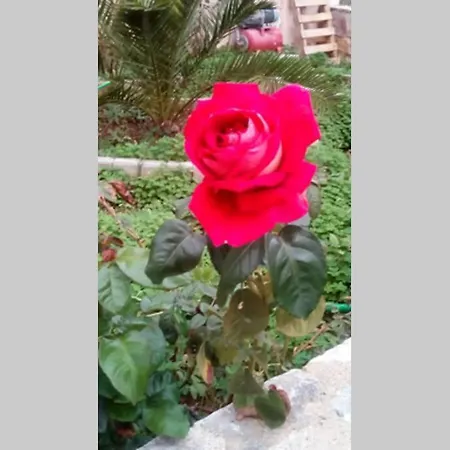 Meandros With Garden View Διαμέρισμα